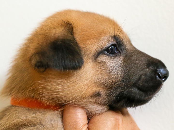 chinook puppy